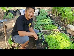 3 Cara Alami Mengatasi Ulat Pada Tanaman Caisim