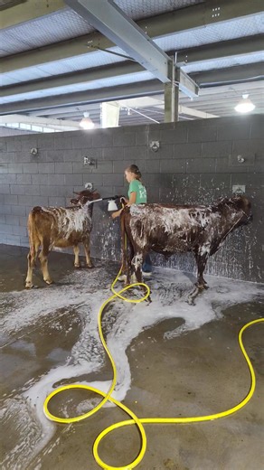 20 reactions · 6 comments | 﫧Splish Splash﫧 Cat & Jack get a bath 勺冀 #4HGrowsHere #learnbydoing #farmlife #dextercattle #dextercows | Susannah Hood | Facebook