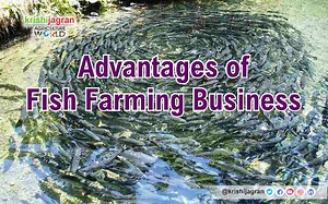 Profitable Fish Farming Business: Know the Significance And Benefits