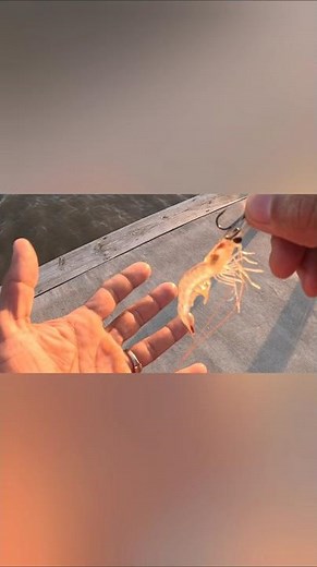 How to hook a live shrimp without killing it #fishing #FishingLife #fyp