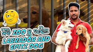 244K views · 7K reactions | ମିନି ZOO କୁ ଆସିଲା Labrador and spitz Dog #minizoo #Odisha #petlovers #animallover | Subhranshu Mohanty | Facebook