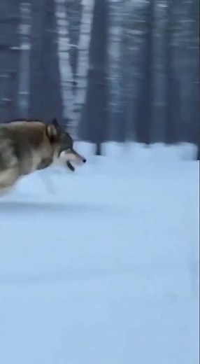 GHOST IN THE SNOW: 💨Wild Wolf Runs Full Speed Through Winter Forest!#shorts #youtubeshorts #wildlife