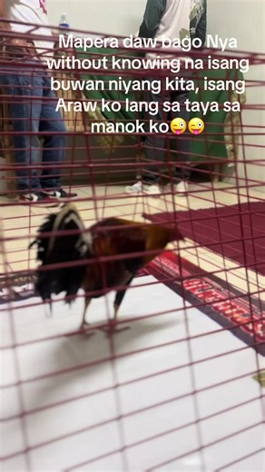 Discover the Life of a Sabongero