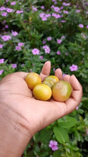 16 reactions · 10 comments | These are exotic fruits, sweet with a tangy taste, their seeds can be roasted as nuts and are very sweet! Do you know them? #mercyskitchenbox #exoticfruit #wildfruit | Mercy Blessing | Facebook
