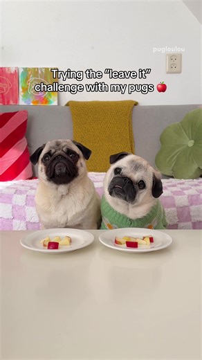 I tried the “leave it” challenge with my pugs 🍎 I didn’t know what to expect if I’m honest… 😅 #pug #dog #pugsoftiktok #dogsoftiktok