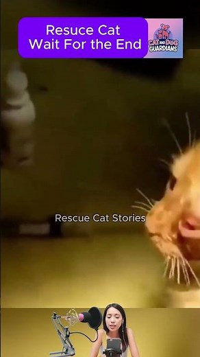 Kitten’s Eye Infested by Botfly – A Shocking Rescue #CatRescue #RescueCat #animalrescue #cat #kitten