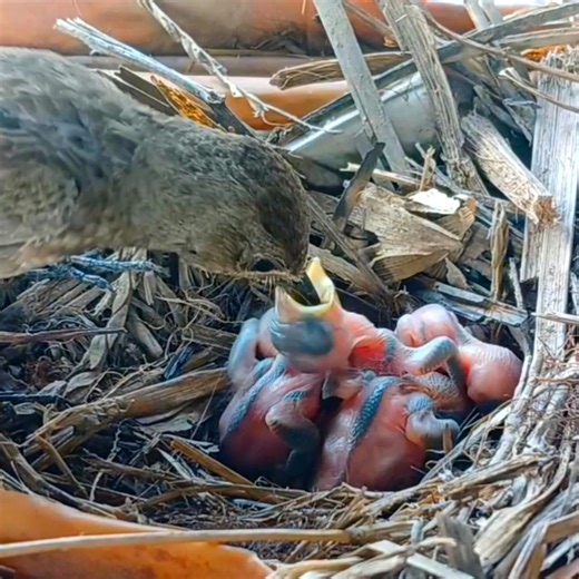 Sooty chat trying Birds try to feed their newly hatched babies gently | Review Bird All