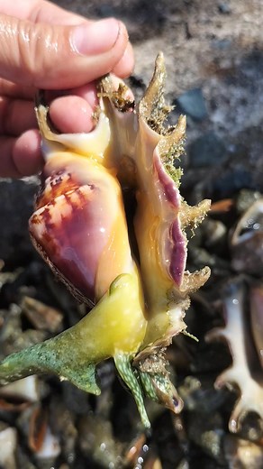 Saang shell or Spider shell #bugatanqueenernalynrubin | Ernalyn Ybañez Rubin