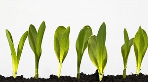 clip-1028501384-time-lapse-corn-plants-growing-white-background
