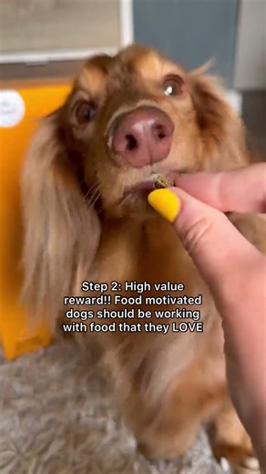 Trick Training 101: The Basics! I'm asked questions about how to get started all the time, so I