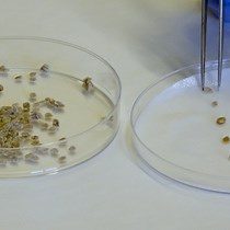 Video: Biomimetic Replication of Root Surface Microstructure using Alteration of Soft Lithography