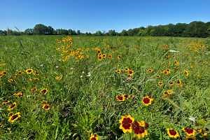 Somewhere for the pollinators to go: A case study of establishing large-scale pollinator habitat