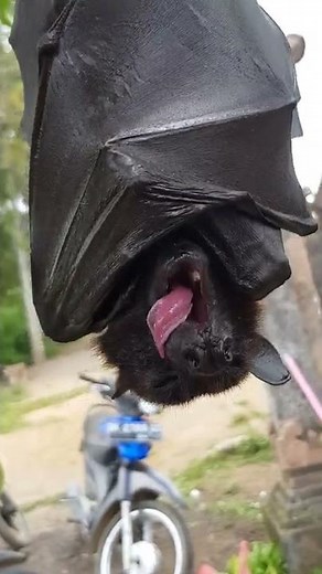 Cute Megabat sneeze attack