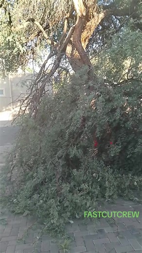 Tree Trimming Services to Prevent Property Damage