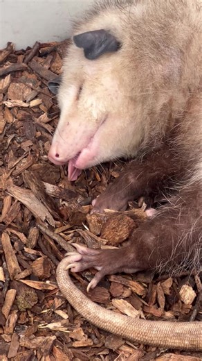 344K views · 8.3K reactions | Opossums are the most interesting sleepers.  | Nature's Nursery | Facebook