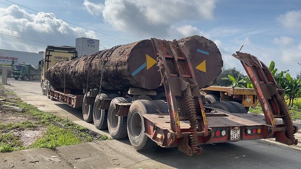 Transporting Massive Perennial Trees to a High-Tech Wood Processing Factory