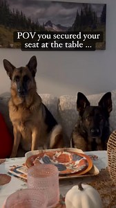 28K views · 1.2K reactions | First come, first served. #foryou #fyp #dogs #reels #funny #Thanksgiving #dog #pets #viral #reelstrending | Brett Dugas | Facebook