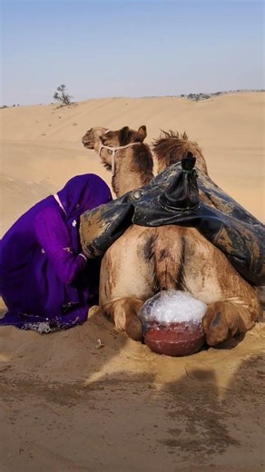راحة الجمال، أسلوب السكان الأصليين - القصة المذهلة للصحراء