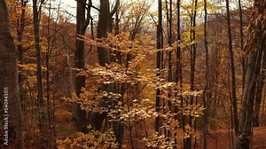 Beautiful autumn landscape. 4K video with the orange leaf color in the middle of a mountain side forest.