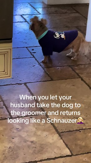 😁 #fyp #fypシ #pets #petsoftiktok #yorkiesoftiktok #tiktok