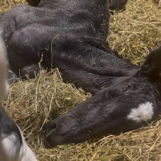 🌟Having a Happy Birthday this morning at Windermere Farms. 🌟This pretty filly is out of Windermere’s Maria Maria, a daughter of Forest Grove Amy’s Areba and sired by Bentley. 🌟She is a beautiful black filly that has been loved on and approved by Whinny and Hopper. | Windermere Farms
