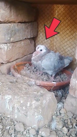 Baby pigeon growth at 30 days old is surprisingly cute #BabyPigeon #YouTubeShorts #Aww #SoCute