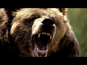 Bear Growls Sound Effect