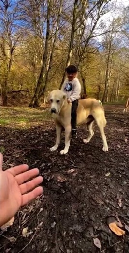 🇮🇷 سگ‌های اصیل ایرانی | 🇩🇪 Iranische Hunderassen | 🇺🇸 Iranian Dog Breeds