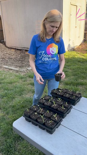 2.1K views · 47 reactions | It's growing milkweed time! Milkweed is emerging and repotting ones grown from seed in milk jugs. Milkweed is the host plant for the monarch butterfly so the milkweed is essential for them. Kathy does almost all of the raising of the monarchs but I love helping her when I can. #milkweed #milkweedformonarchs #monarch #butterflies @Pattrn | Charles Peek - Storm Tracker/Weather Reporter | Facebook
