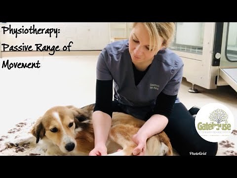 Canine physiotherapy: How to do Passive Range of Movement Exercises in the Dog