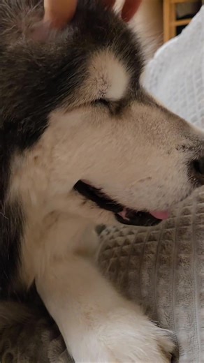 강아지 #복복복 긁는영상 🤪 #행복#강아지#반려견일상#doglife