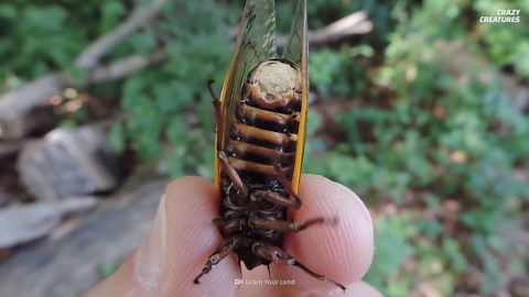 How the zombie fungus hijacks an insect’s nervous system