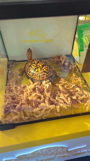 Boxes of box turtles?! Box turtle trade in China. #turtle #pets #trade #trending