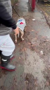 21K views · 208 reactions | XL Bully pup pulling on leash. #xlbullypups #xlbullypuppy #xlbully #xlbullys #americanxlbullies #americanxlbully #dogtraining #leashpulling #viral | Big Dog Fellas | Facebook