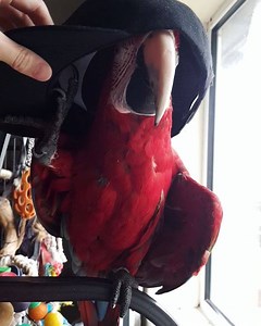 3.8K views · 366 reactions | 梨 梨 梨 | Iago the Macaw | Facebook