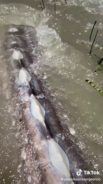 Unbelievable skull pattern on this prehistoric fish 🐟😳 #skull #pattern #unique #fish #tiktok #tiktokcanada #tiktokusa #tiktokeurope #october #fishing #sturgeon