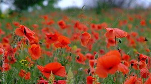 Field of blooming poppies in rainy weather. Field of red poppies in the rain. Field of wild poppies in the rain.