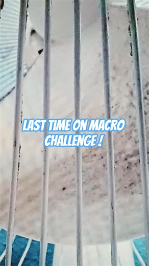 macro photography game #macrochallenge