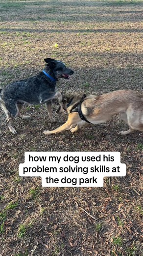 Teaching Problem-Solving Skills to My Rescue Dog
