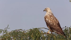 Vogel Buizerd Roofvogels Dieren In - Free video on Pixabay