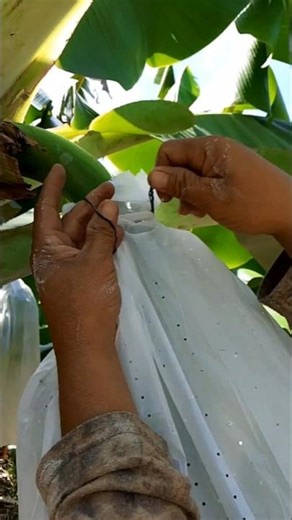 How to tie a bag around a banana bunch #tutorial #shorts