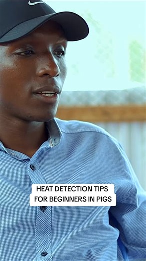 FARM PLUS on Instagram: "HEAT DETECTION IN PIGS 🐖🔥 (BEGINNERS’ GUIDE) If you miss heat, you miss piglets! Here’s a simple guide every beginner pig farmer should know 👇 ✅ Standing reflex – Press her back. If she stands still, she’s ready ✅ Swollen/red vulva – Very clear in young gilts ✅ Clear mucus discharge ✅ Restlessness & mounting others ✅ Reduced appetite & more noise 🕒 Best time to check: Early morning & late evening (check twice daily) 🐗 Pro tip: A mature boar nearby makes heat signs c