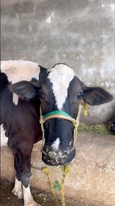 Beautiful Australian Cow 🐄 & Cute Calf Eating Fodder | Village Farming Short Video#shortvideo