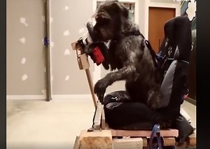 Introducing the world's first driving dogs