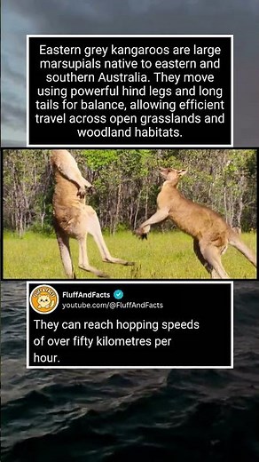 Eastern Grey Kangaroo Explained