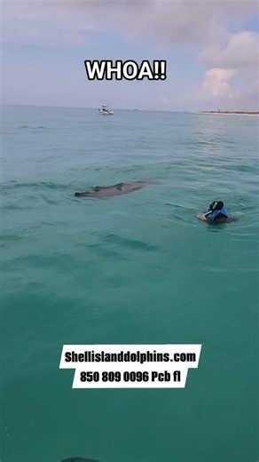 swimming with a manatee at Shell Island in PCB Florida #fyp #shorts #florida #adventure #beach #pcb
