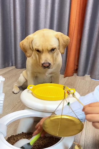 2.5M views · 10K reactions | I kindly tried to help the dog lose weight, but the dog still looked disgusted...藍藍藍 | KiKi SMD | Facebook