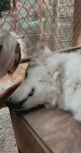 Because We Matter on TikTok