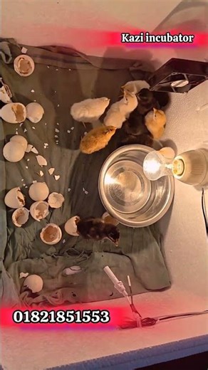 Successful Hatching! My Homemade Incubator Process 🥚✨ #shortvideo #ইনকিউবেটর