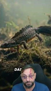 The regenerative power of the newt? #biologisthenrique #animals #biologist